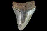Bargain, Fossil Megalodon Tooth - North Carolina #91667-1